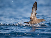 Een grauwe pijlstormvogel vertrekt vanop het water. © Billy Herman