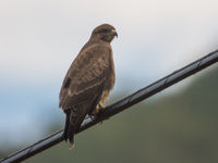 Buizerds hangen steeds rond aan de kant van de weg, hopend om enkele verkeersslachtoffers te vinden... © Billy Herman