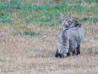 Een wilde kat toont zich van z'n beste kant... Bemerk de enorme staart! © Billy Herman