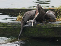 Noord-Amerikaanse otters zijn vrij algemeen, je ziet ze op piertjes en strekdammen. © Joachim Bertrands