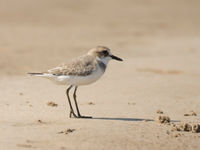 Woestijnplevieren maken het leven van strandkrabben onveilig. © Benny Cottele