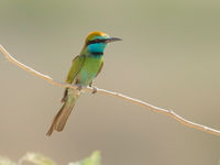 Kleine groene bijeneter op een acacia tak. © Benny Cottele