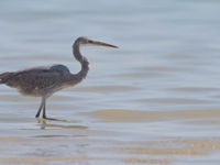 L'aigrette des récifs est ici assez commune. © Benny Cottele