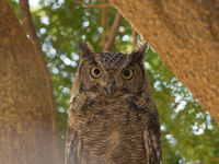 Een impressionante Arabian eagle owl staart ons aan vanuit z'n roestplaats. © Benny Cottele