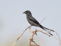 Ashy drongo's slaan vaak alarm wanneer er gevaar dreigt. © Benny Cottele