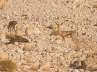 Mountain gazelles laten zich mooi bekijken. © Benny Cottele