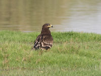 Een juveniele bastaardarend nabij het water. © Benny Cottele