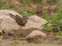 Un bruant striolé vient s'abreuver. © Benny Cottele