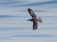 Le Persian Shearwater est un fidèle client lors de nos sorties pélagiques autour de Mirbat. © Benny Cottele