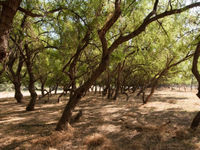 Les acacias offrent un microclimat légèrement moins chaud qui est apprécié de nombreuses espèces. © Benny Cottele