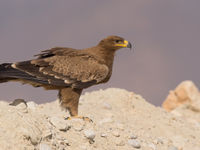 Een juveniele steppearend nabij de vuilnisbelt. © Benny Cottele