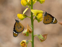 Kleine monarchvlinders poseren op een vlinderbloemige. © Benny Cottele