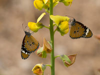 Des petits monarques posent sur une fabacée. © Benny Cottele