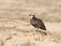 Les balbuzards pêcheurs en ont pour leur argent dans ces zones, bien que le sol désertique diffère de leurs zones de reproduction plus au nord. © Benny Cottele