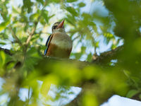 Een grey-headed kingfisher nabij de waterhole. © Benny Cottele