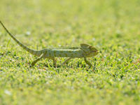 Ce caméléon tente de traverser la pelouse sans être vu, mais ce n'est pas si simple. © Benny Cottele