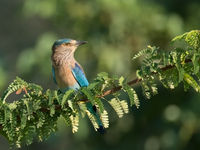 Rollier indien sur un acacia. © Benny Cottele