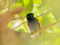 Close-up van een African paradise flycatcher. © Benny Cottele