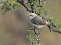 Een vrouwtje rouwtapuit, in zit in een acacia. © Danny Roobaert