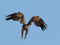 Un aigle des steppes immature près d'une décharge. © Danny Roobaert