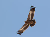 La population mondiale d'aigles des steppes ne se porte pas particulièrement bien et de nombreux oiseaux, comme un juvénile ici, restent à Oman toute l'année sans se reproduire. © Danny Roobaert