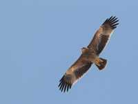 Oman est bien sûr connu pour le nombre élevé de rapaces hivernants, comme ce jeune aigle impérial. © Danny Roobaert