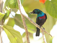 Le Shining Sunbird ne s'observe que dans le sud, dans la région de Salalah, souvent près des arbres en fleurs. © Danny Roobaert