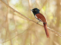 Un African Paradise Flycatcher s'abrite du soleil de midi. © Danny Roobaert