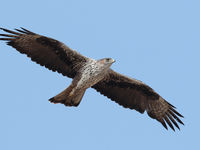 Quelle expérience de voir un aigle de Bonelli adulte planer au-dessus de nos têtes... Waw ! © Danny Roobaert