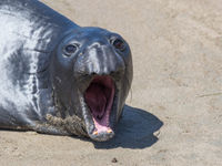 Een zeeolifant. © Iwan Lewylle