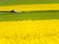 Koolzaad in het Franse landschap. © Bart Heirweg