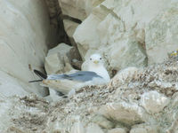 Drieteenmeeuw op nest. © Johan Van de Watering 