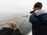 Een orka naast de boot! ©Iwan Lewylle