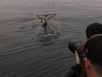 Een orka naast de boot. © Iwan Lewylle