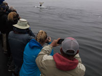 Orka's naast de boot. © Iwan Lewylle