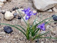 De nombreuses fleurs couvraient le sol aride du désert cette année