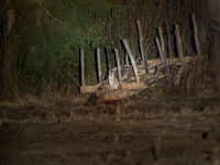 Onwaarschijnlijke foto van een wilde Euraziatische lynx in Polen. © Pieter-Jan D'hond en Karl Vanginderdeuren