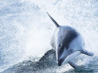 Ze zijn bijzonder snel, deze Pacific white-sided dolphins. © Joachim Bertrands