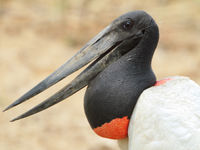 Een portret van een jabiru. © Rudi Debruyne