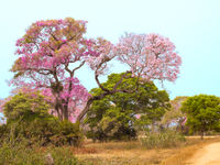 De  bloesems van sommige bomen kleuren de kruinen prachtig roze. © Rudi Debruyne