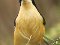 Een brutale vlegel, deze black-capped donacobius. © Rudi Debruyne