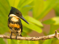 Een green kingfisher houdt het wateroppervlak nauwlettend in de gaten. © Rudi Debruyne