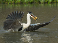 Een cocoi heron met prooi. © Rudi Debruyne