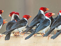 Panoramaatje van yellow-billed cardinals. © Rudi Debruyne