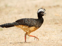 Barefaced curassow, een spectaculaire verschijning in het laagland van de Pantanal. © Rudi Debruyne