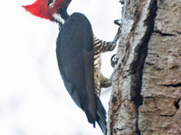 Een crimson-crested woodpecker, weer een van die grote roodzwarte 'woodies'. © Rudi Debruyne