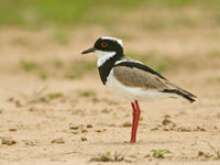 Pied plover, oftewel 'bonte plevier', en dat is meteen duidelijk waarom. © Rudi Debruyne