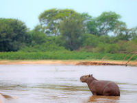 Een sfeerbeeld van een capibara in de rivier. © Rudi Debruyne