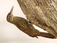 Woodcreepers zoals deze straight-billed woodcreeper, behoren tot de ovenbirds, een uitsluitend neotropische familie. © Rudi Debruyne