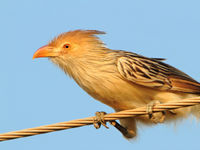 Guira cuckoos zien er best spectaculair uit met hun opgewipte kuif. © Rudi Debruyne